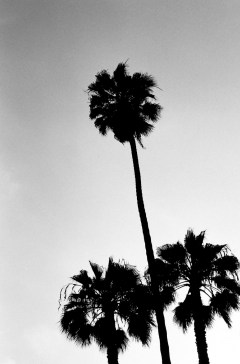 Palm Tree Trio
